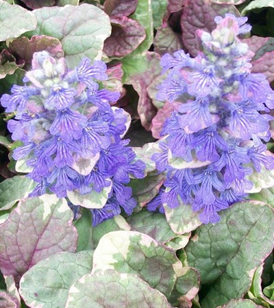 Bugle Weed Burgundy Glow